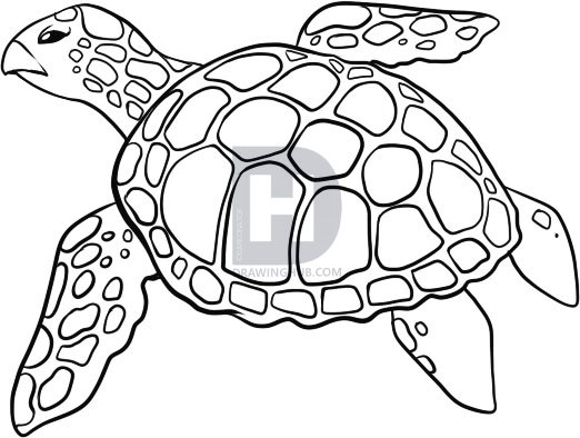 Turtle Picture Drawing
