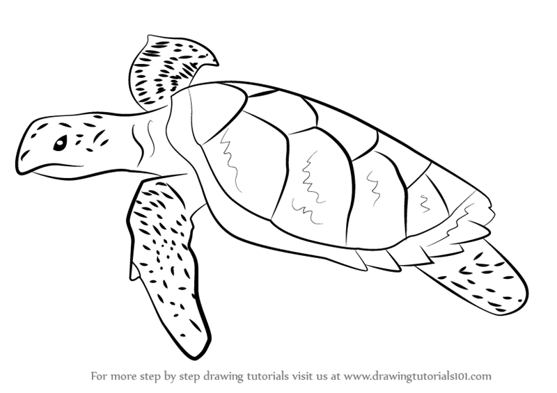 Turtle Realistic Drawing