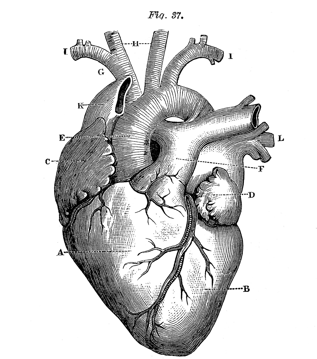 Vintage Heart Image Drawing