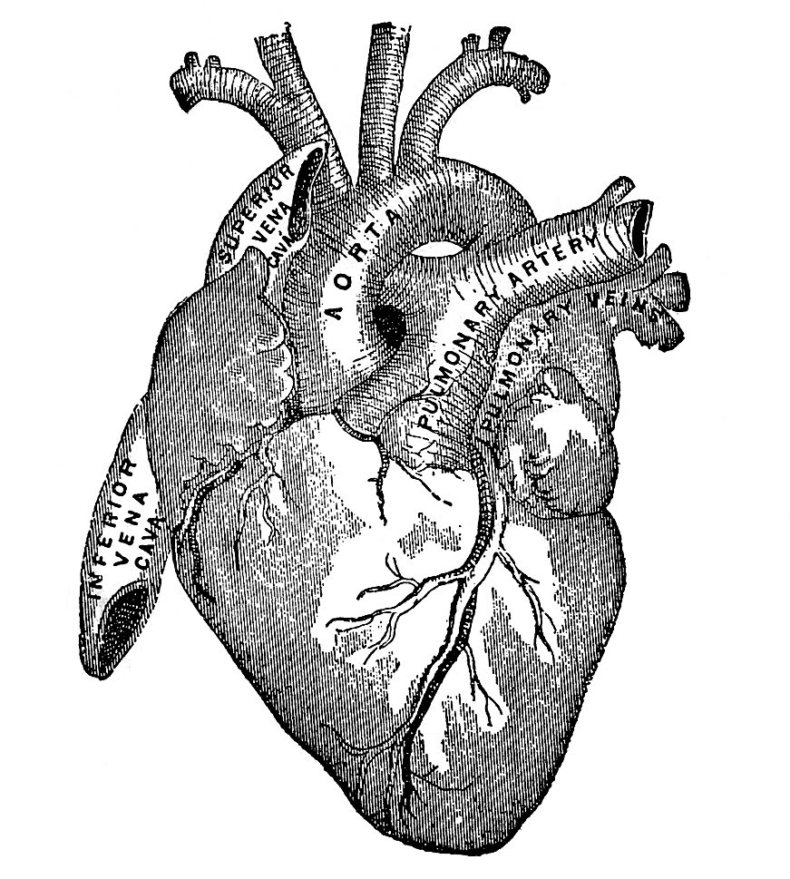Vintage Heart Sketch