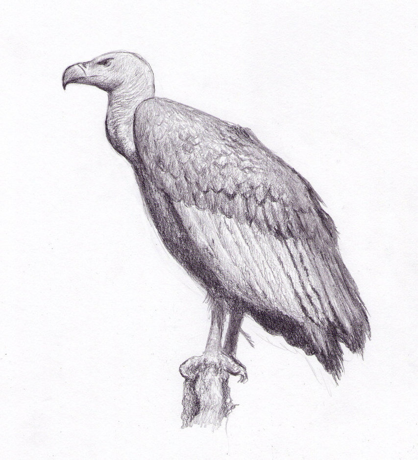 Vulture Amazing Drawing