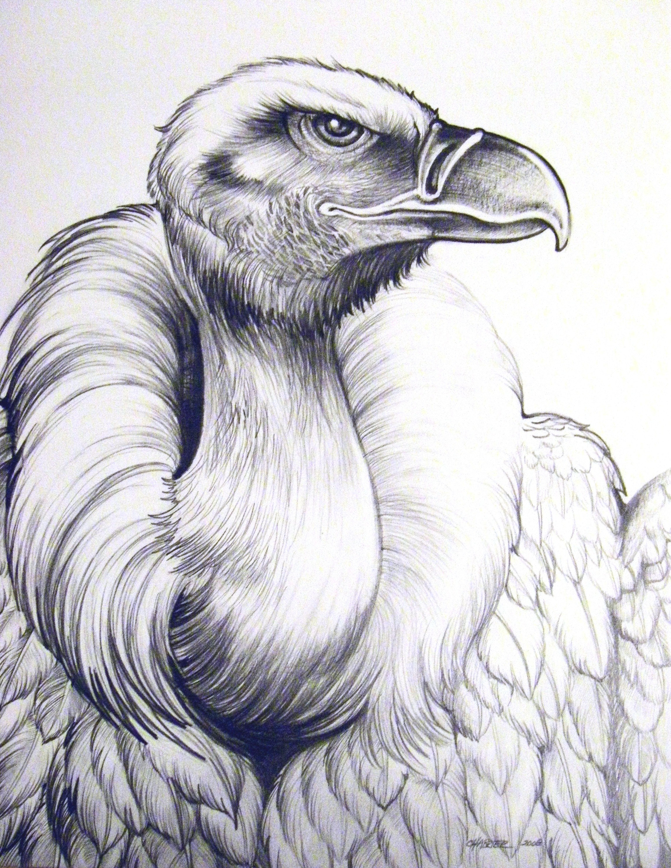 Griffon Vulture Illustration Stock Illustration  Download Image Now   Eurasian Griffon Vulture Drawing  Art Product Oldfashioned  iStock