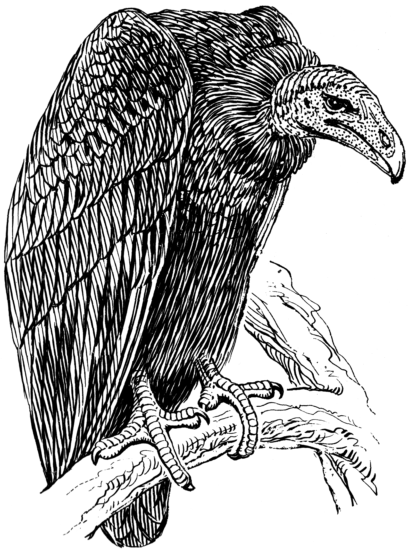 Vulture Beautiful Image Drawing
