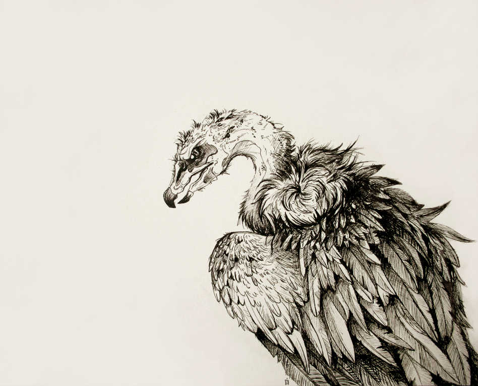 Vulture Best Drawing