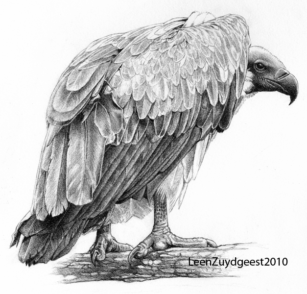 Vulture Drawing Pic
