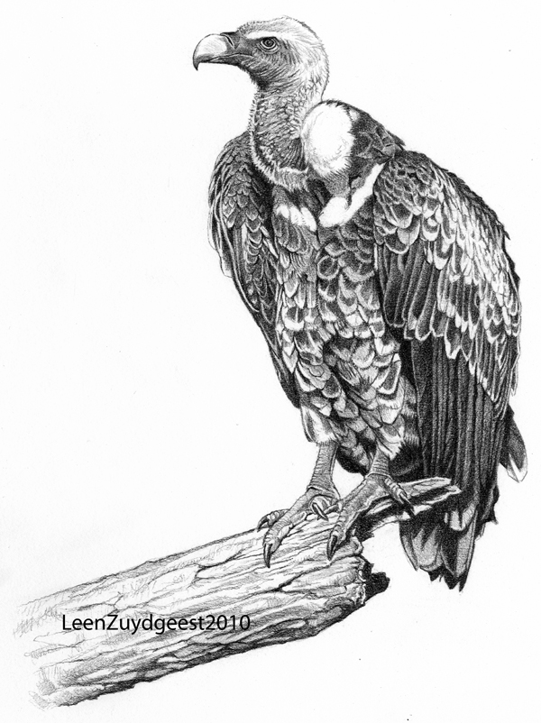 Vulture Drawing