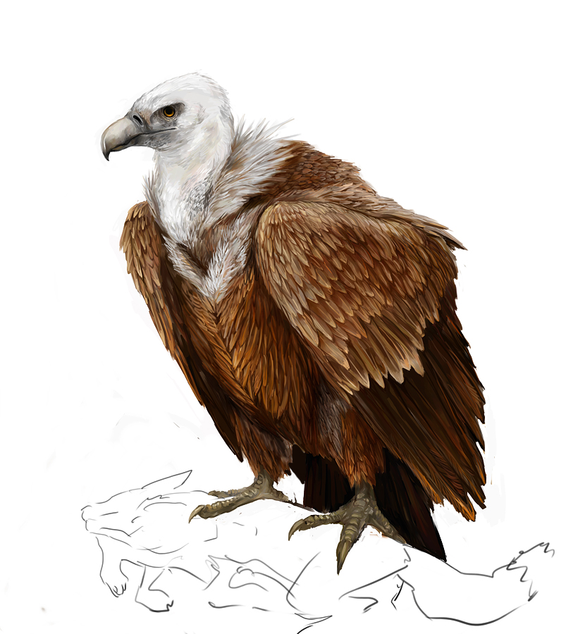 Vulture High-Quality Drawing