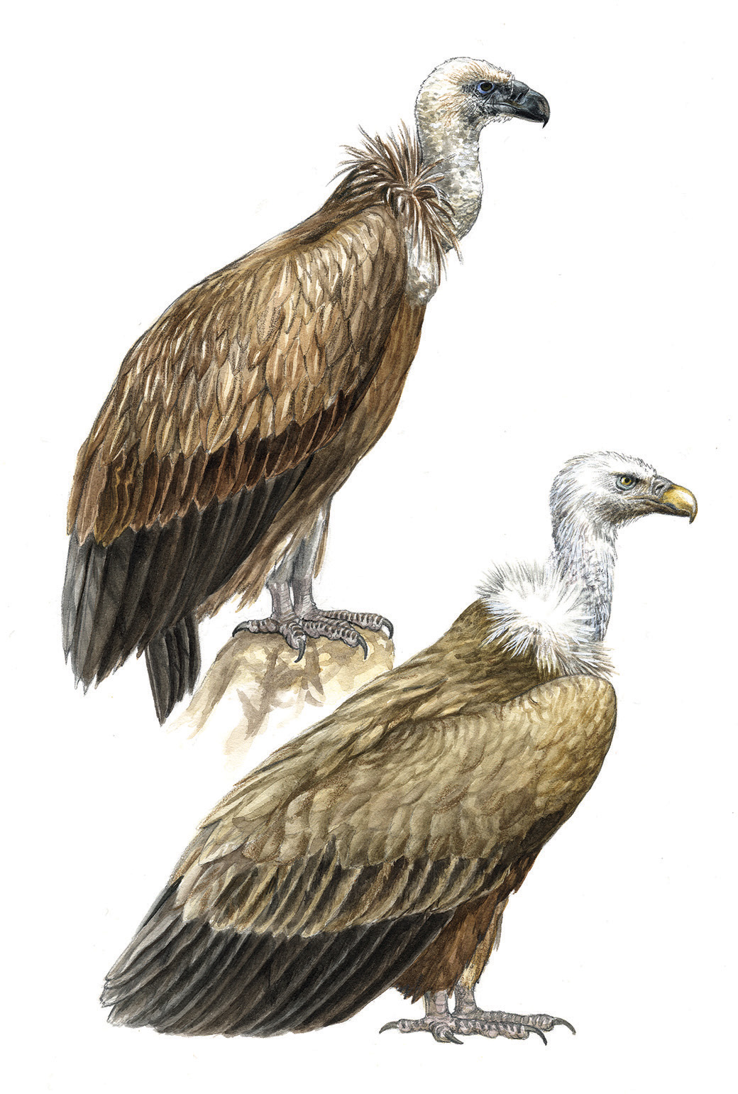 Vulture Picture Drawing