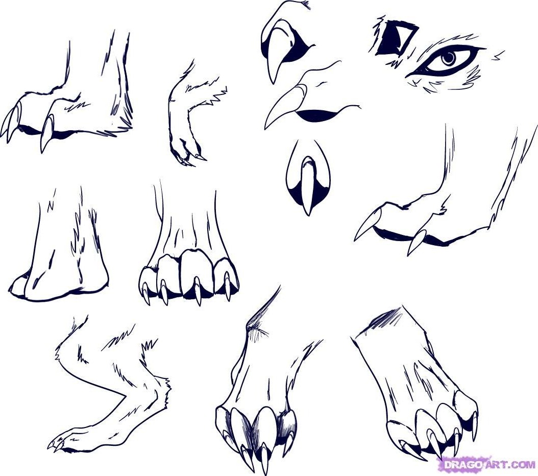 Wolf Paws Art