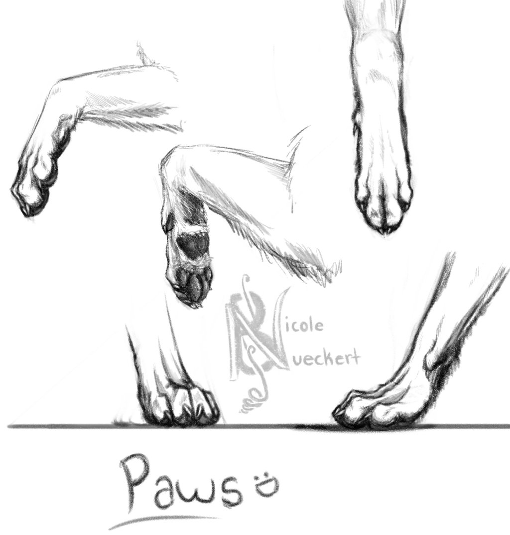 Wolf Paws Best Drawing
