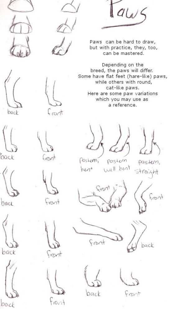 Wolf Paws Drawing Pic