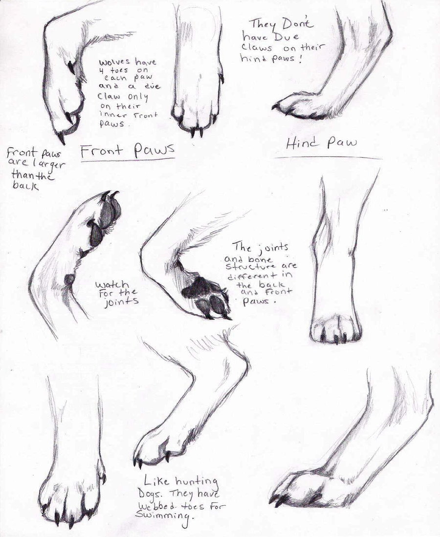 Wolf Paws Drawing