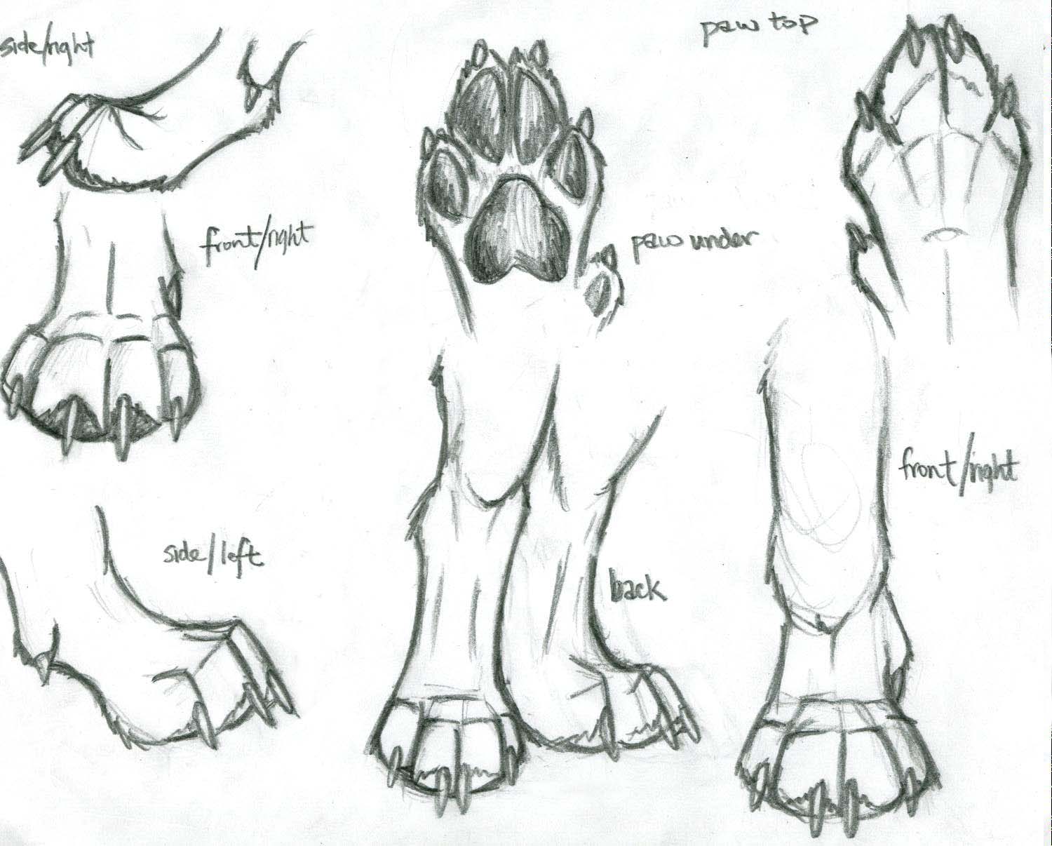 Wolf Paws Image Drawing