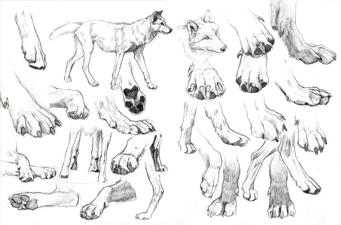 Wolf Paws Pic Drawing