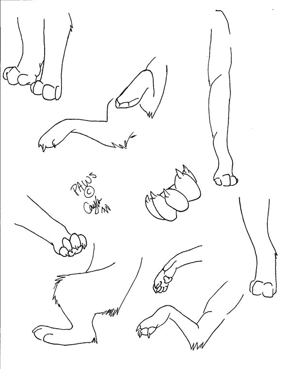 Wolf Paws Picture Drawing