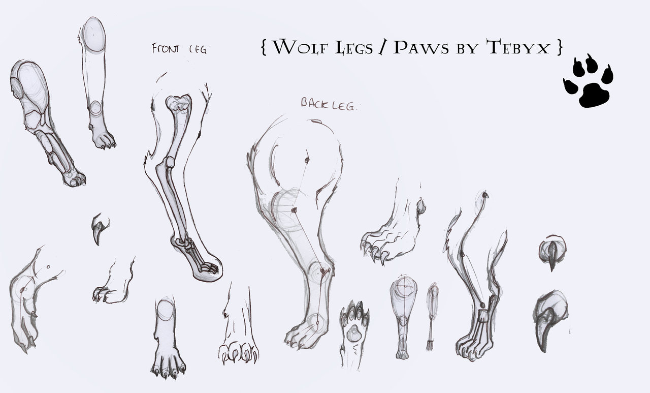 Wolf Paws Realistic Drawing