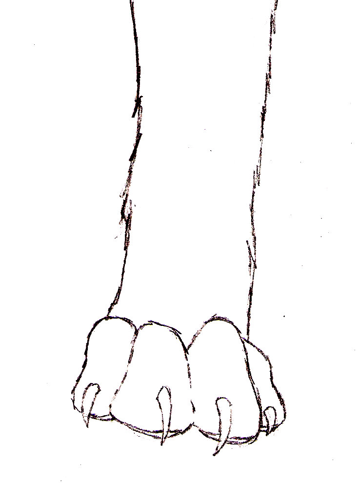 Wolf Paws Sketch