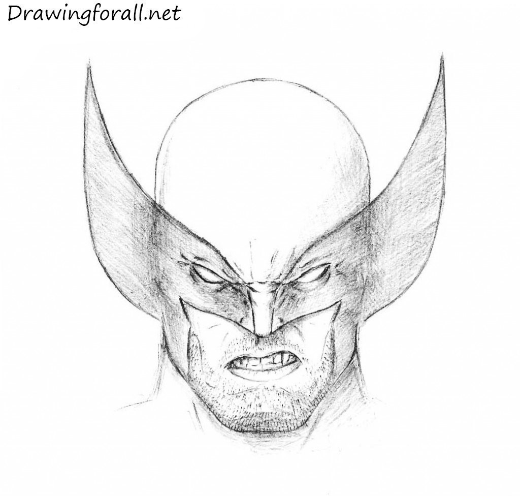 Wolverine Picture Drawing