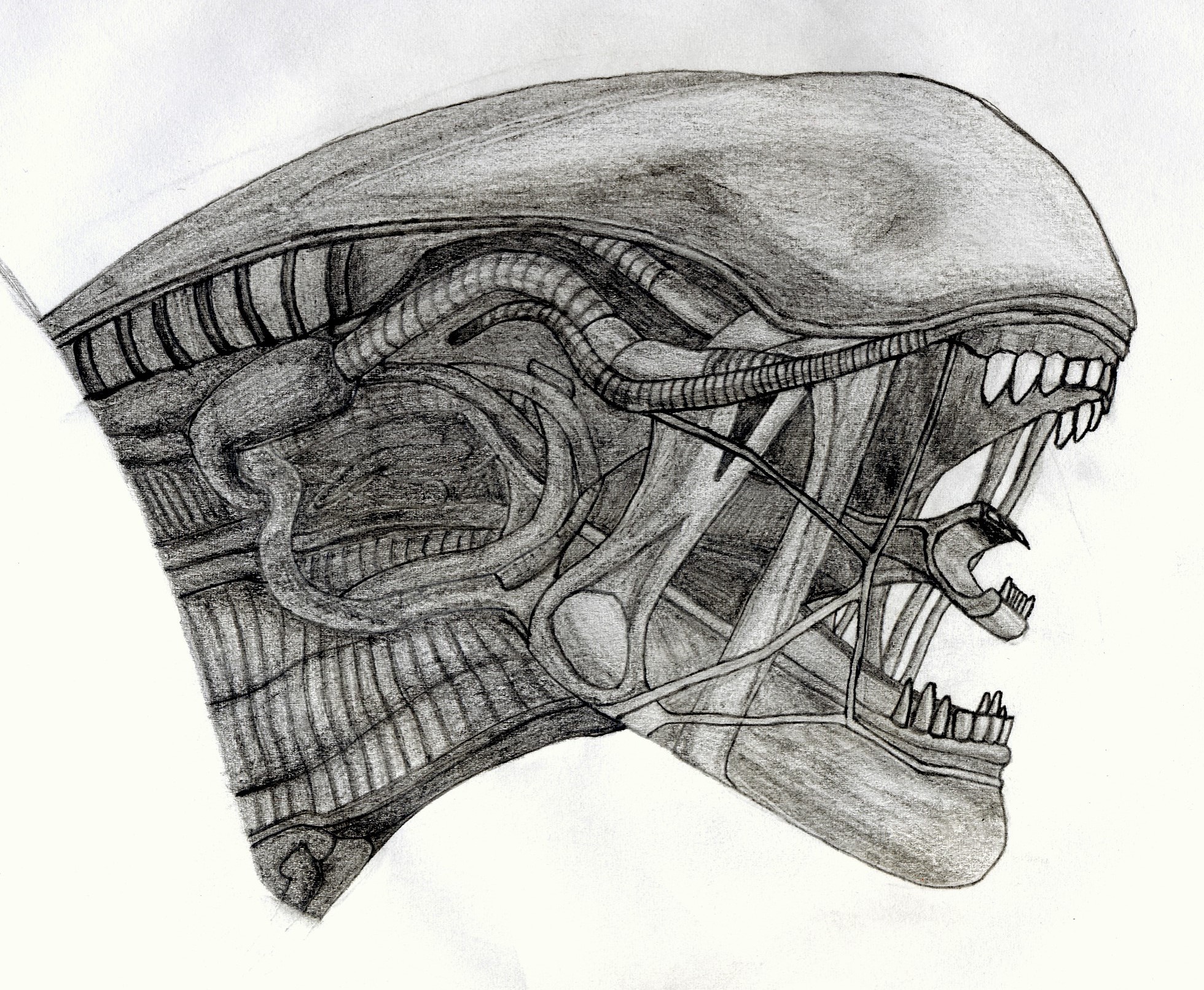 Xenomorph Head Realistic Drawing