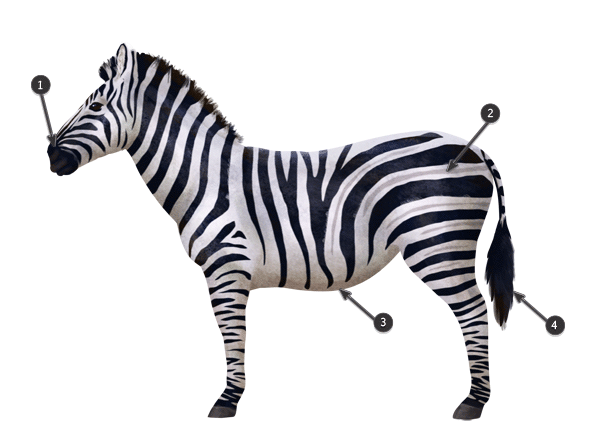 Zebra Image Drawing