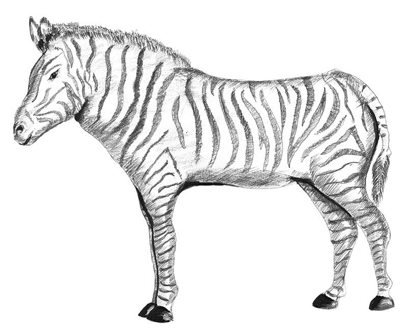 Zebra Realistic Drawing