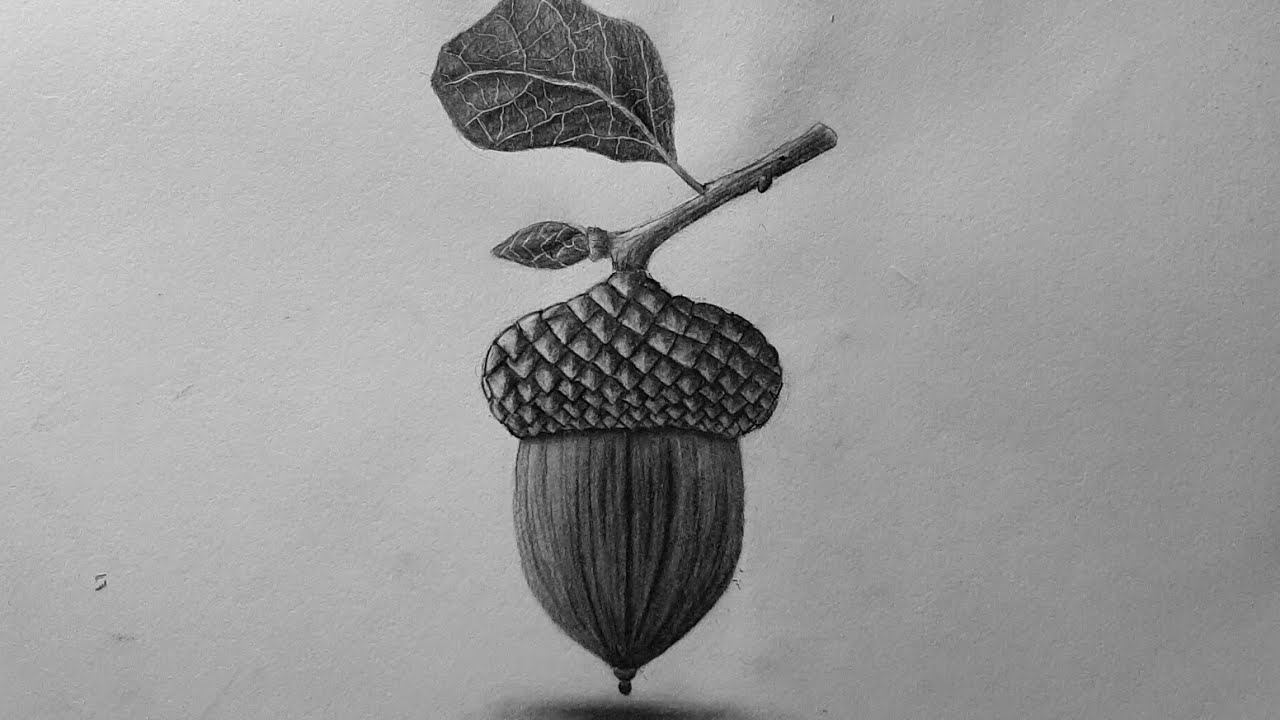 Acorn Drawing Beautiful Image