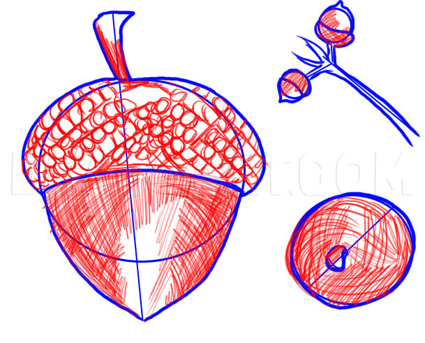 Acorn Drawing Creative Art