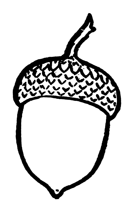 Acorn Drawing High-Quality