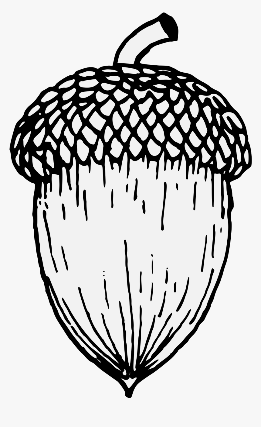 Acorn Drawing Pics