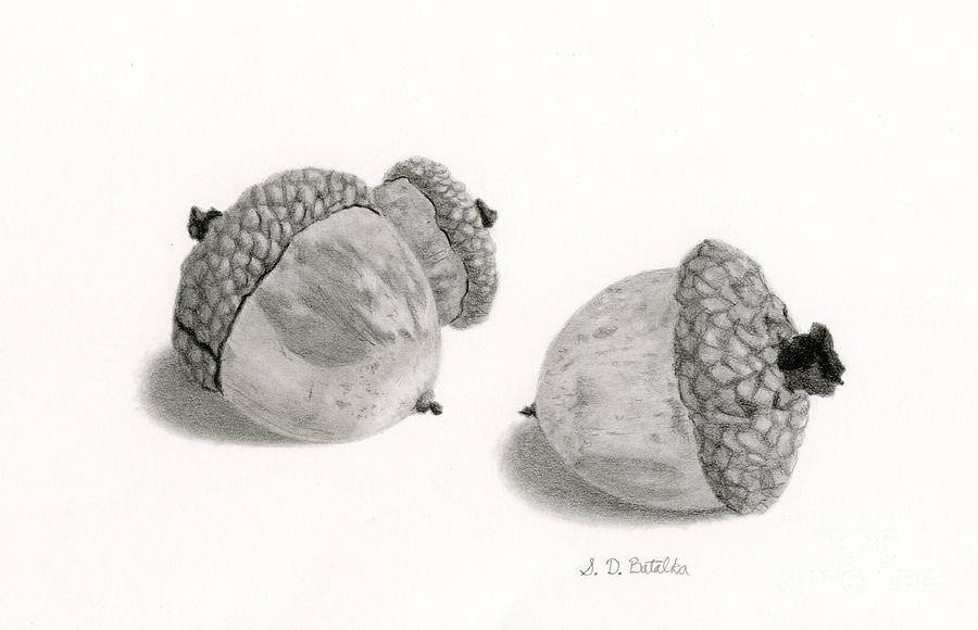 Acorn Drawing Pictures