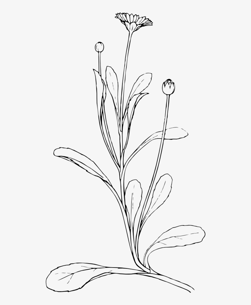 Aesthetic Plant Drawing Beautiful Image