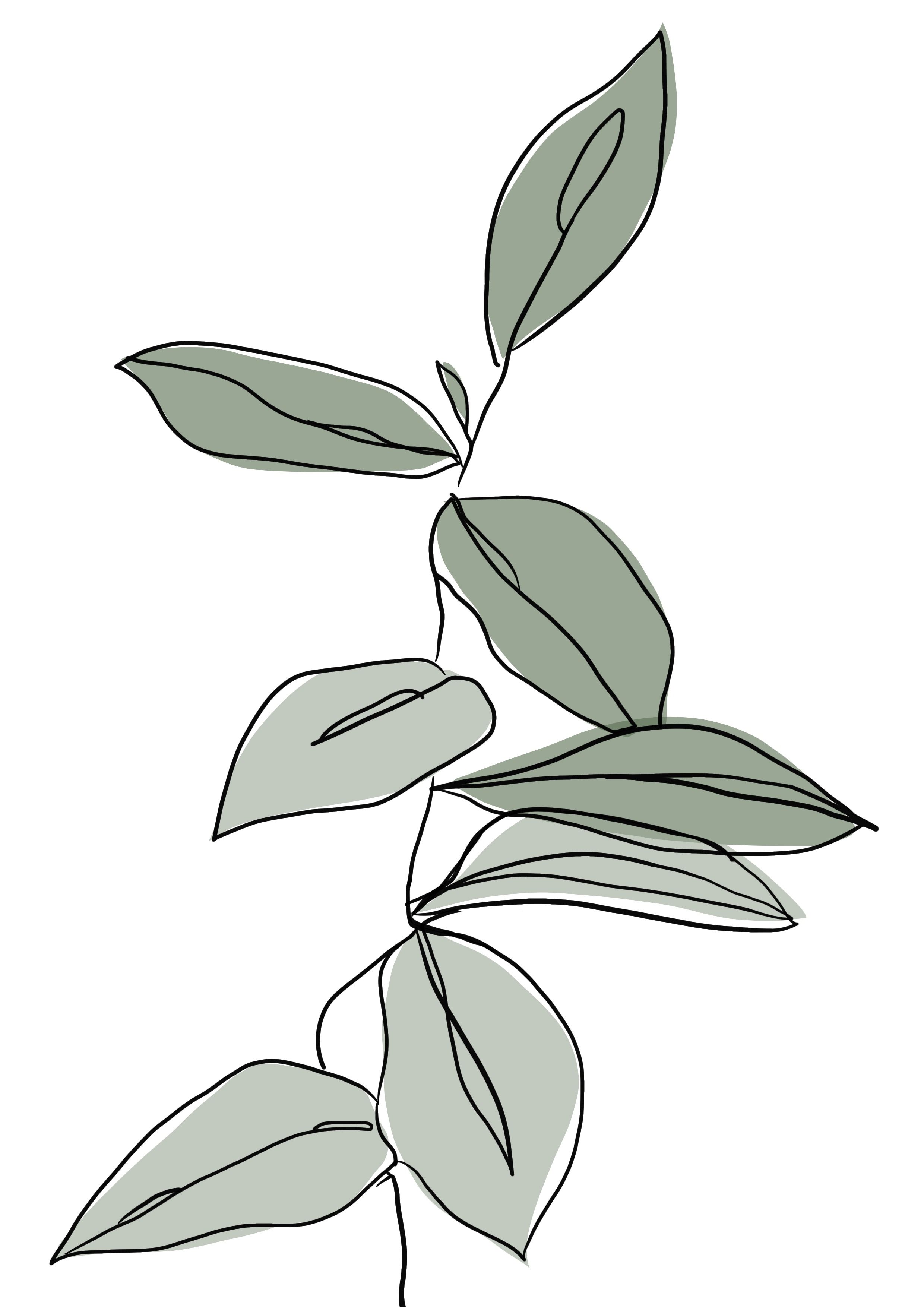 Aesthetic Plant Drawing Pics