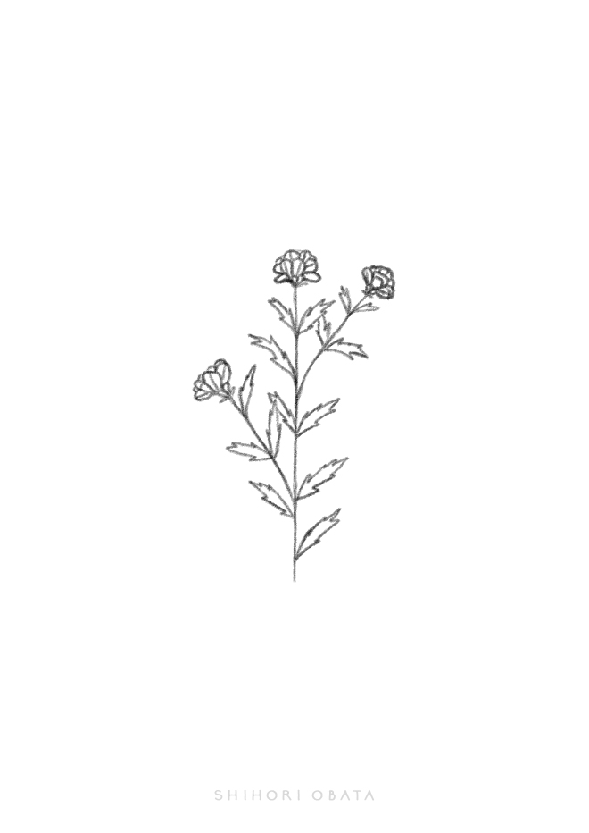 Aesthetic Plant Drawing Realistic