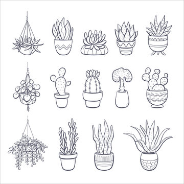 Aesthetic Plant Drawing