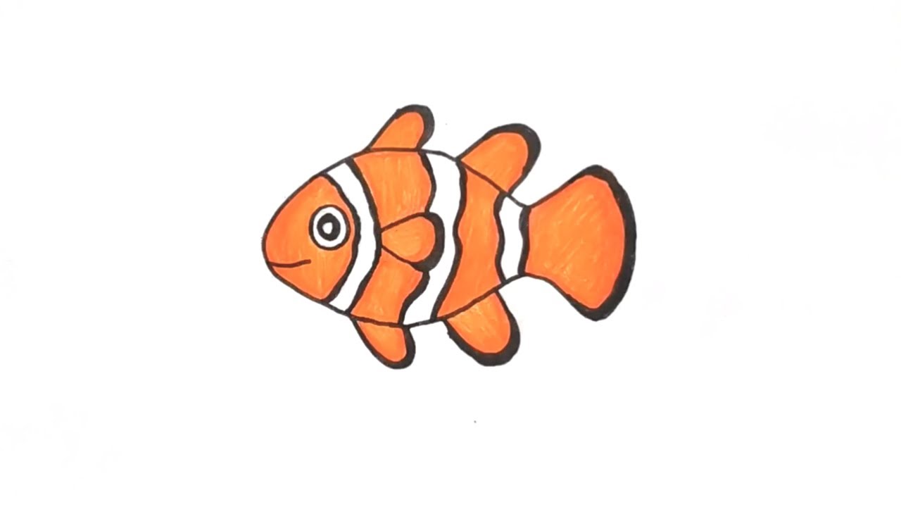 Clown Fish Drawing Realistic