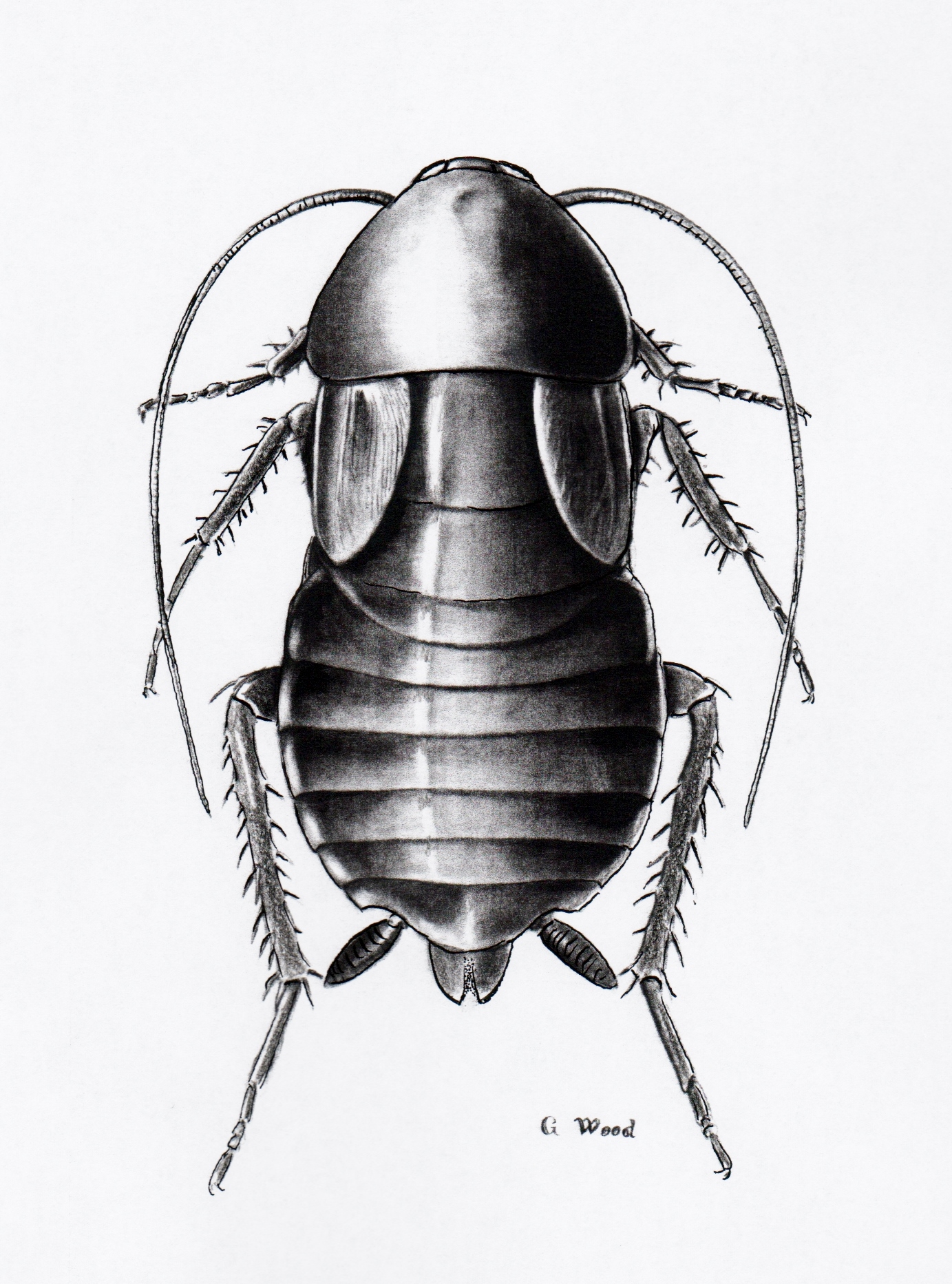 Cockroach Art Drawing