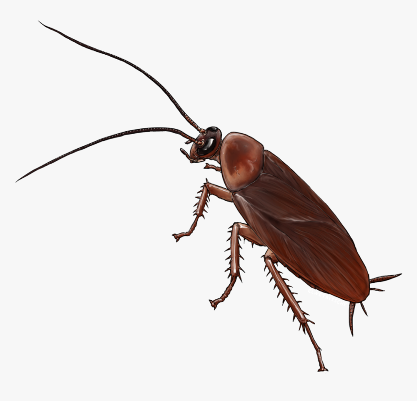 Cockroach Best Drawing