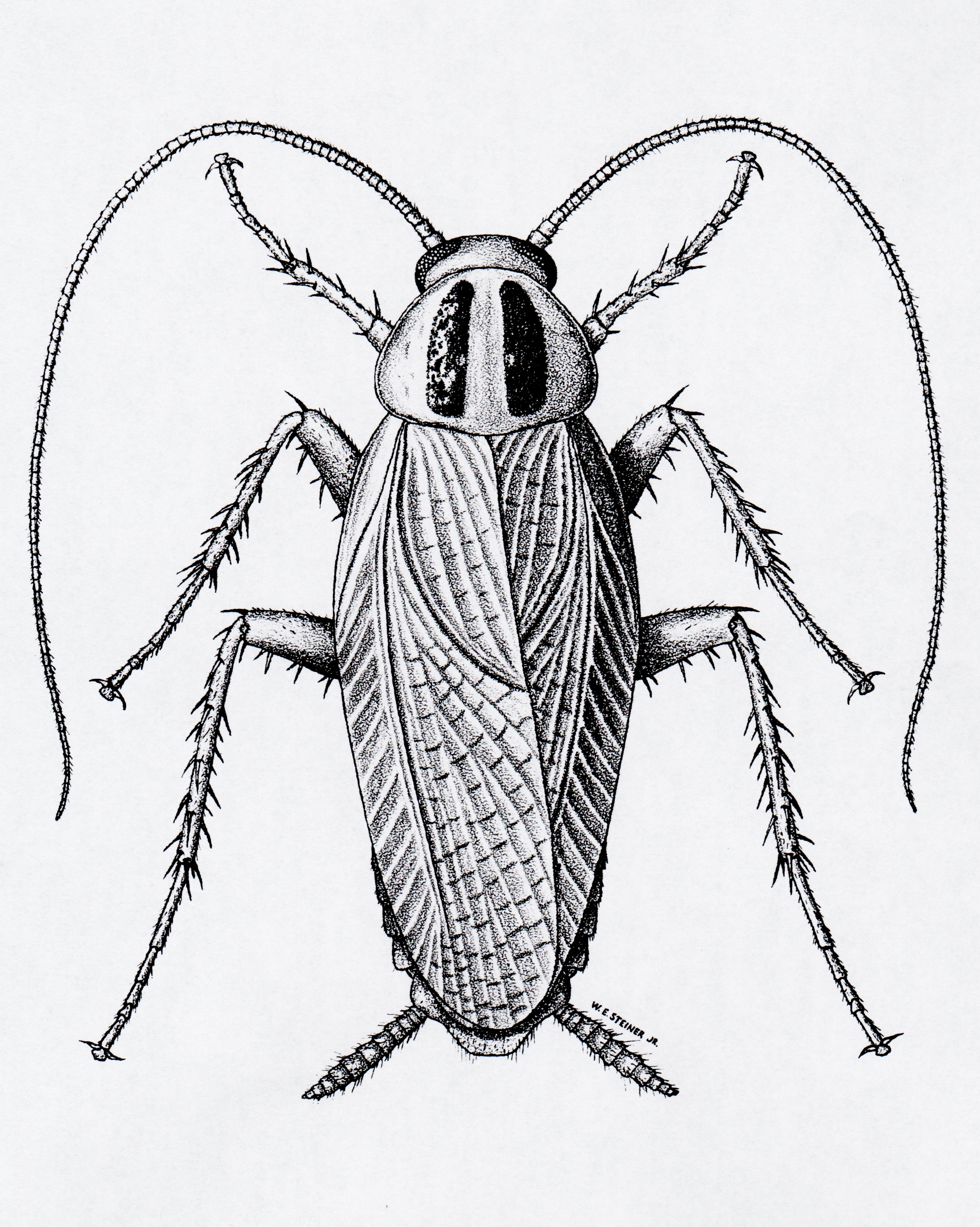 Cockroach Drawing Amazing
