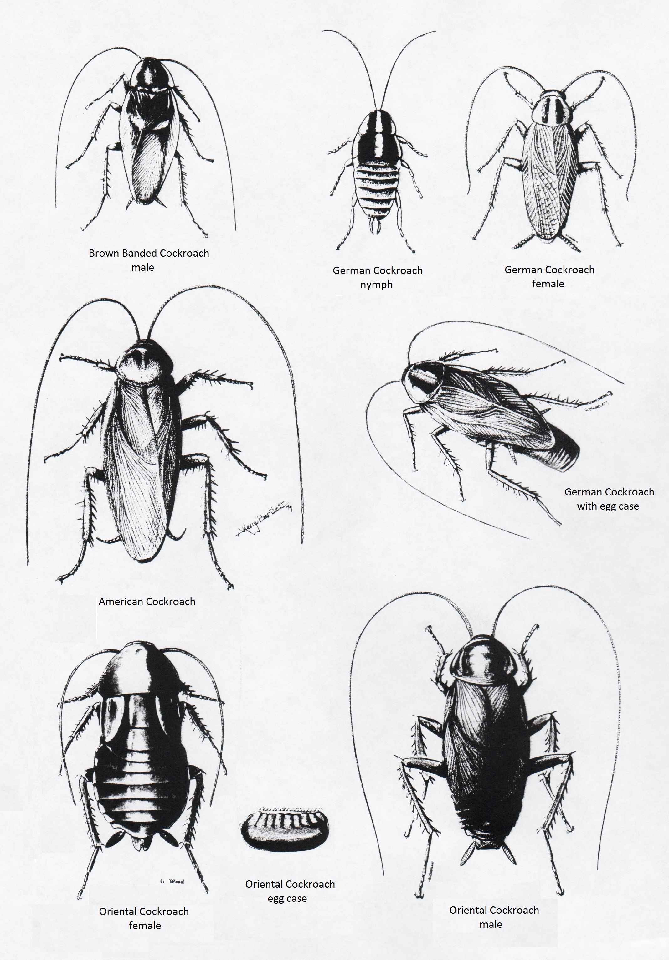 Cockroach Drawing Beautiful Art