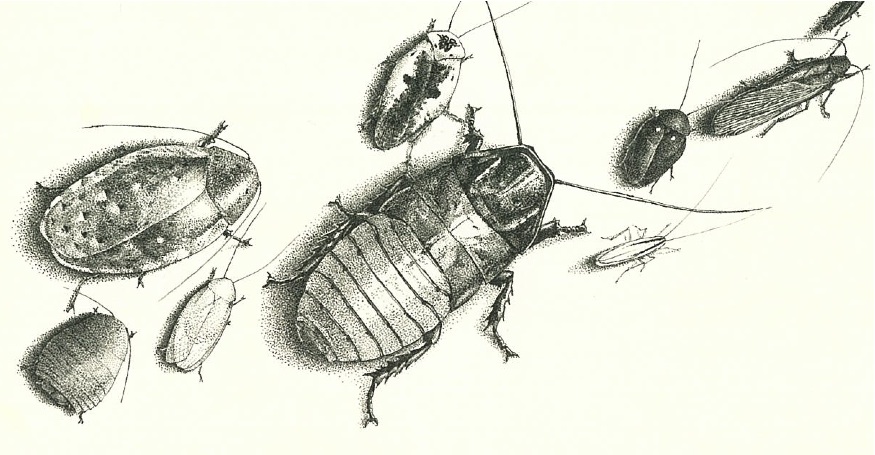 Cockroach Drawing Beautiful Image