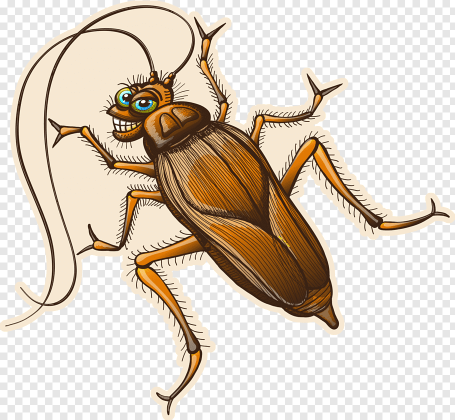Cockroach Drawing Creative Art