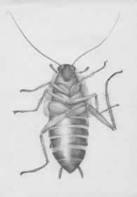 Cockroach Drawing Image - Drawing Skill