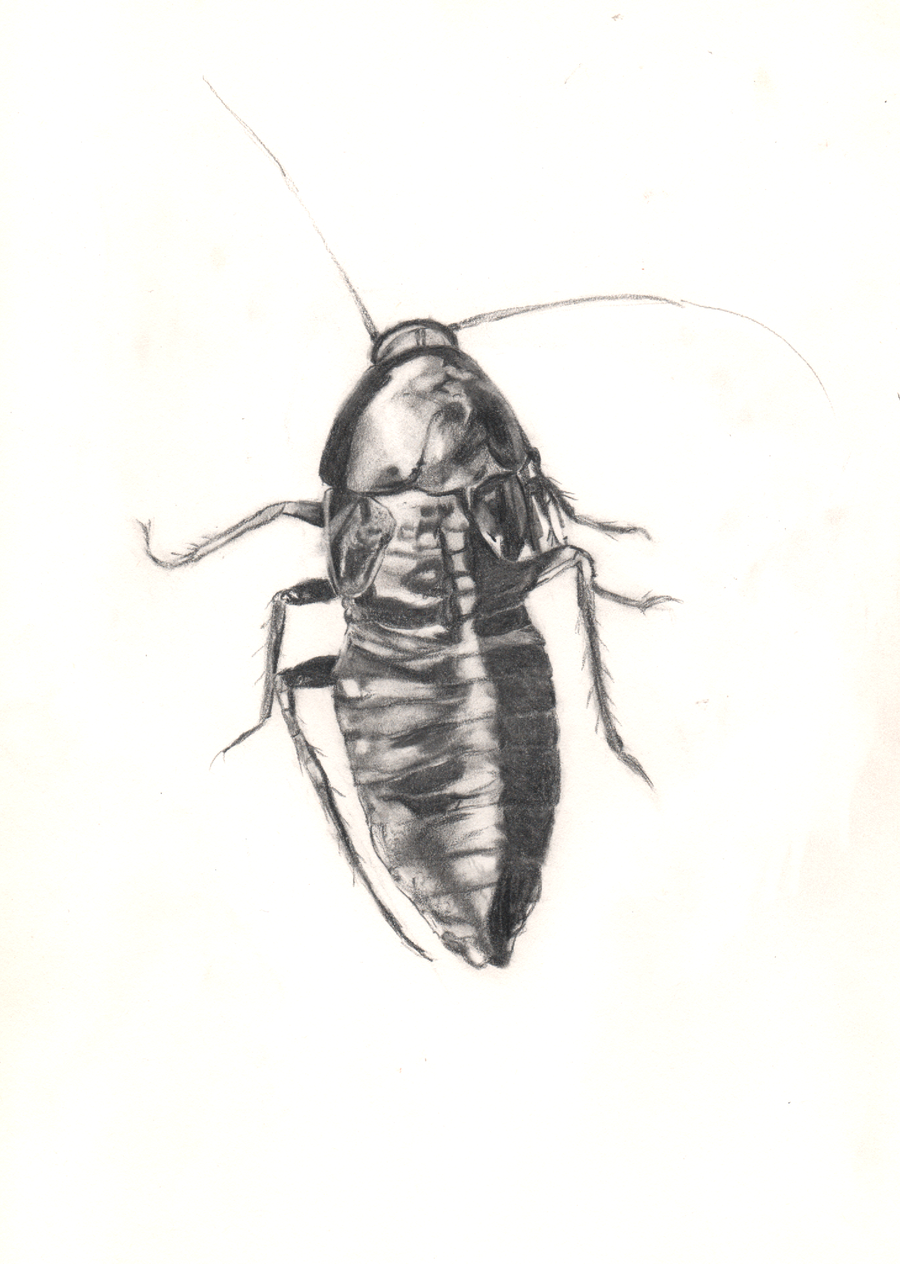 Cockroach Drawing Images