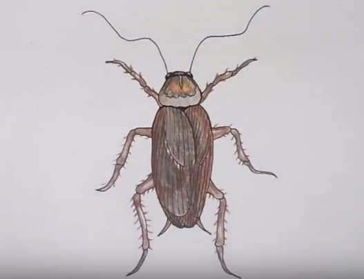 Cockroach Drawing Photo