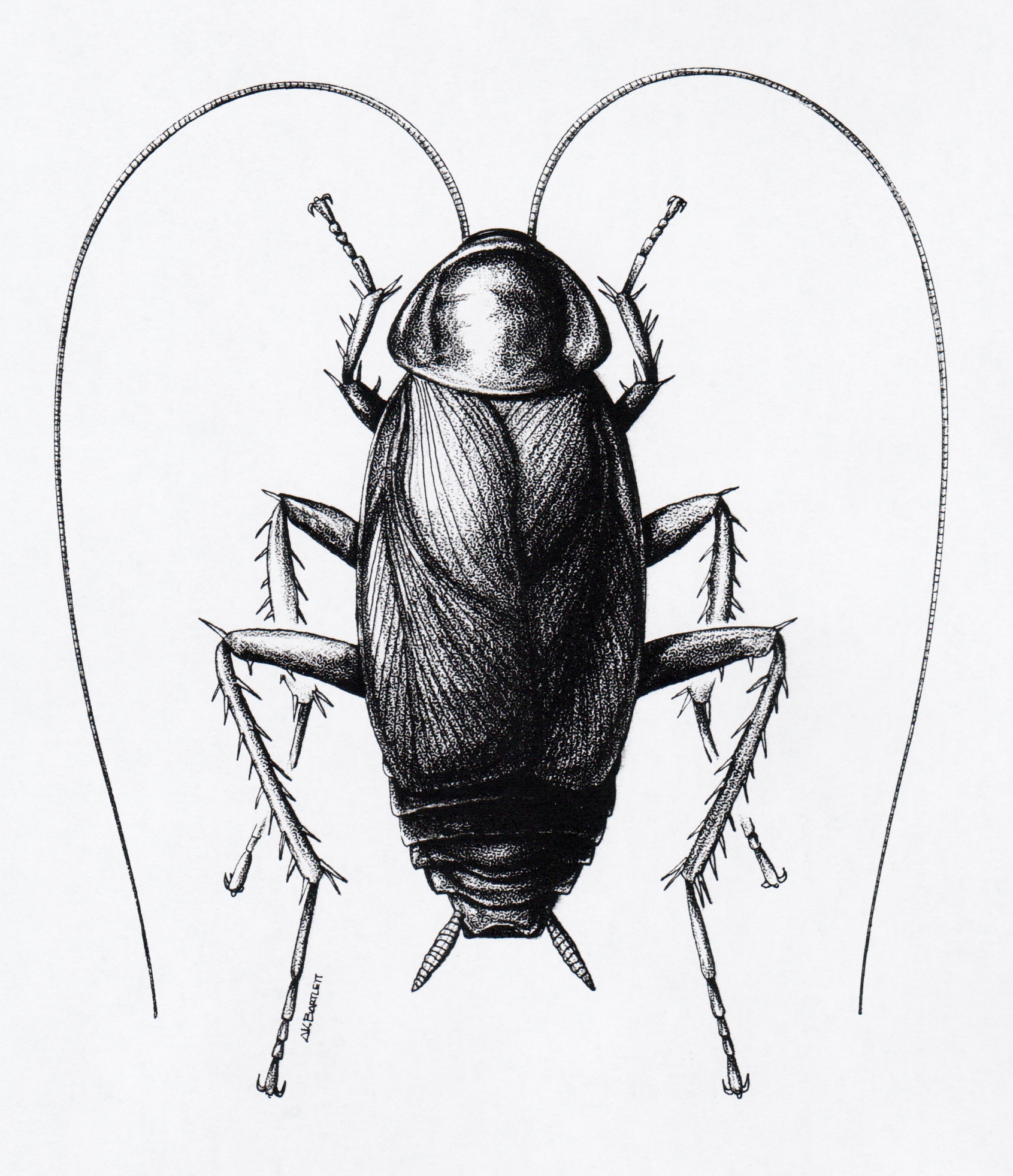 Cockroach Drawing Pic