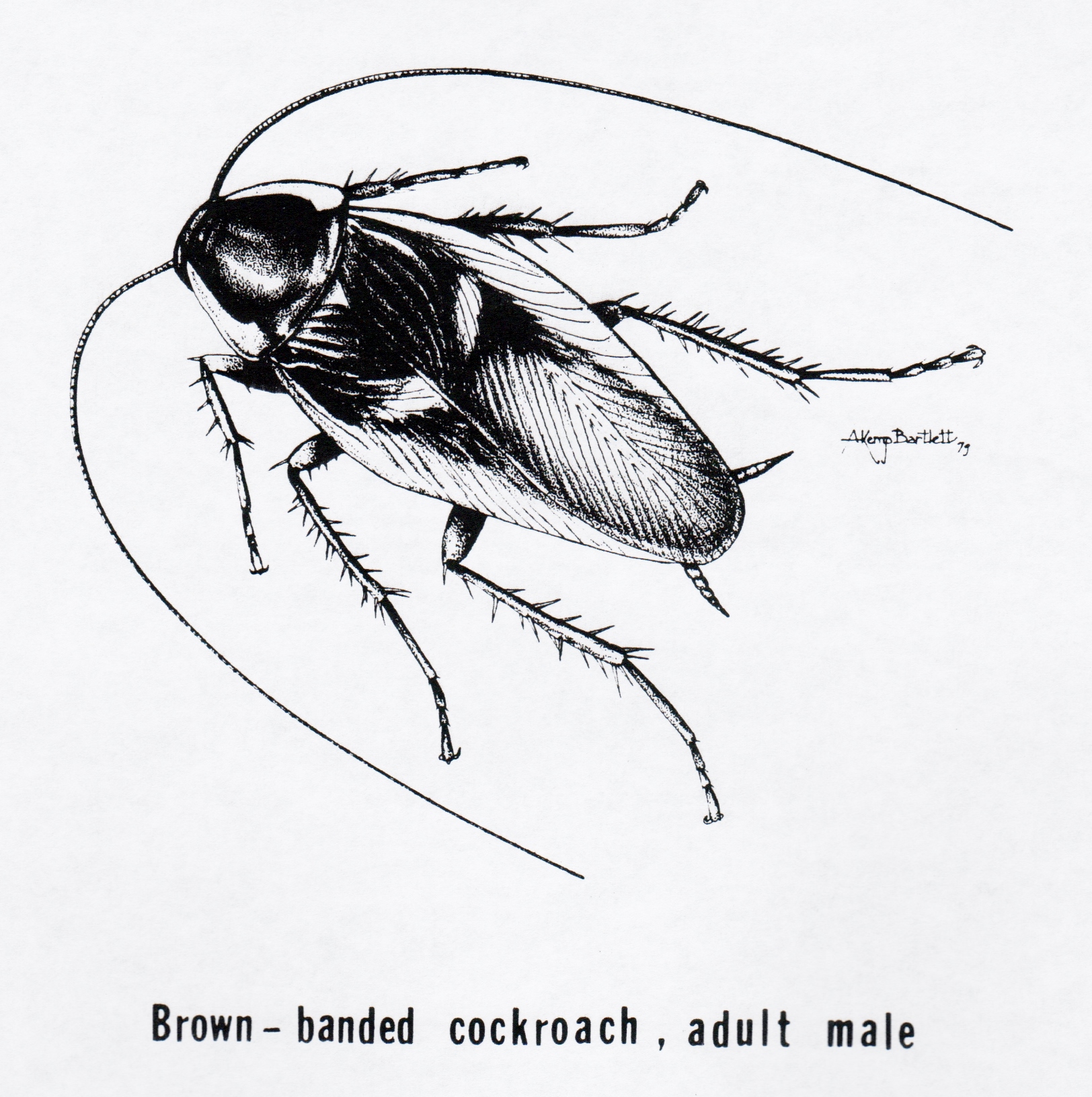 Cockroach Drawing Picture