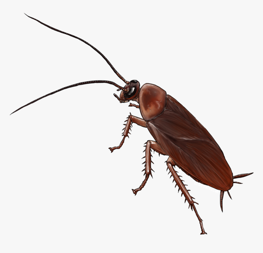 Cockroach Drawing Sketch