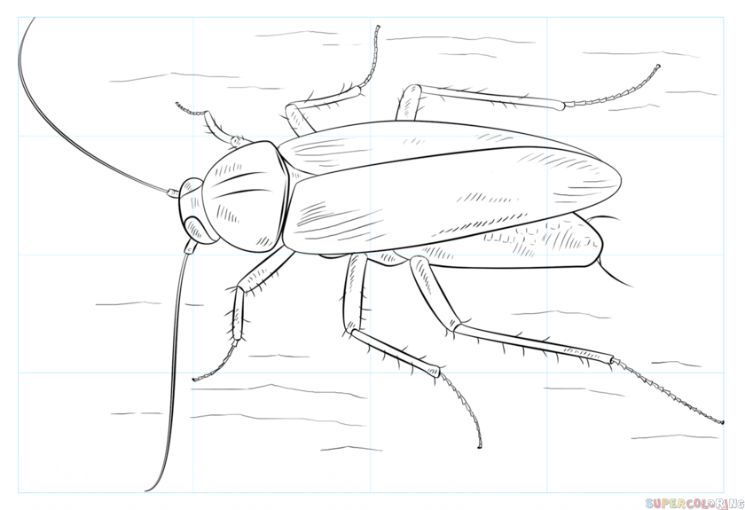 Cockroach Drawing