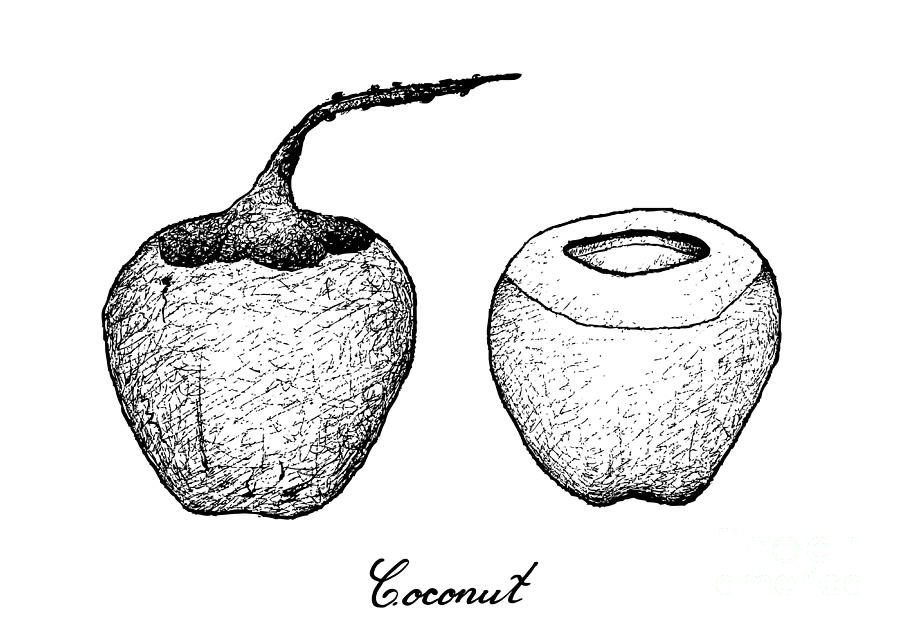 Coconut Drawing Image