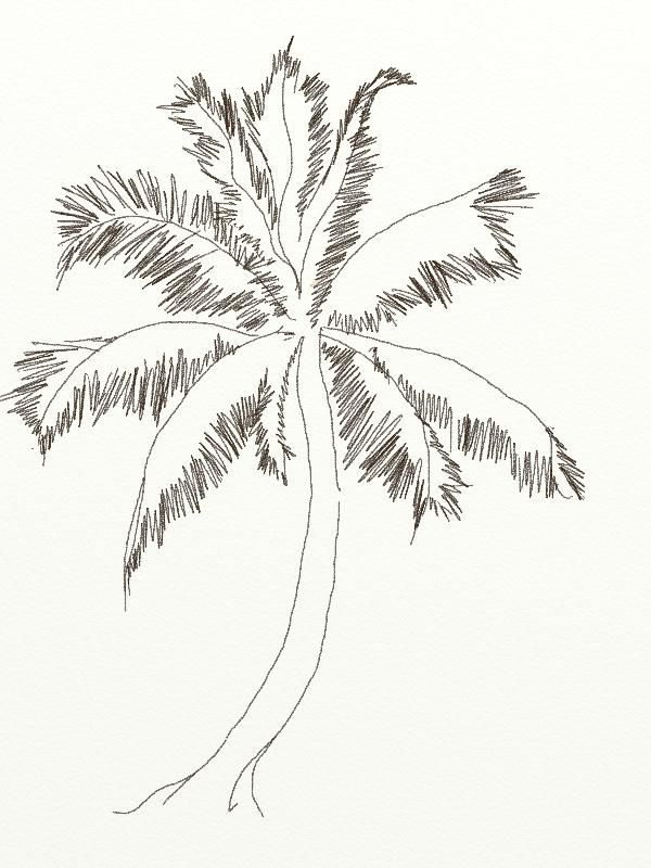 Coconut Tree Drawing Art